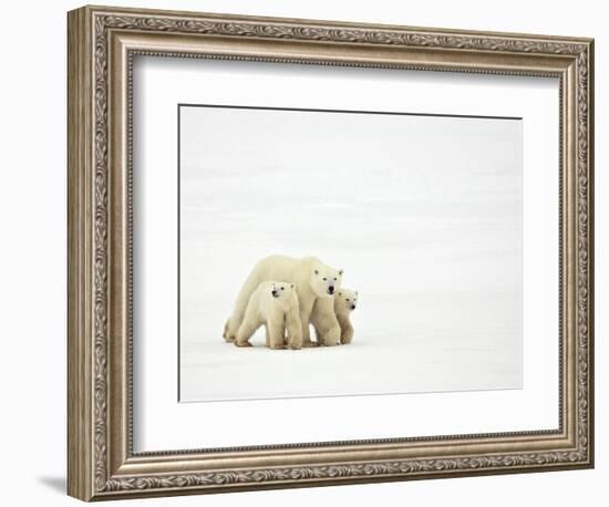 Mother and Cubs Walking-John Conrad-Framed Photographic Print