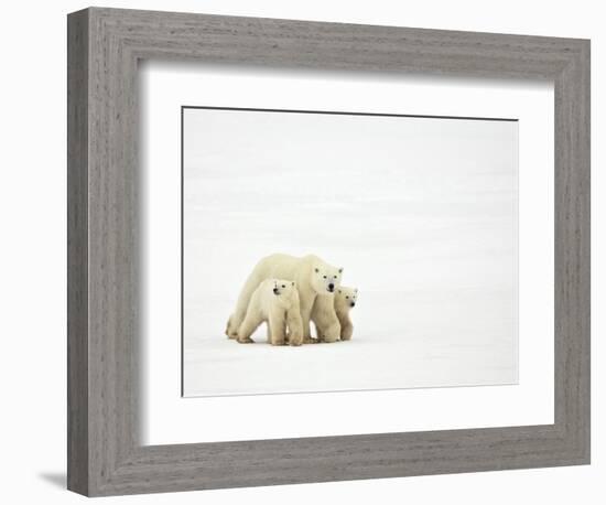 Mother and Cubs Walking-John Conrad-Framed Photographic Print