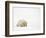 Mother and Cubs Walking-John Conrad-Framed Photographic Print