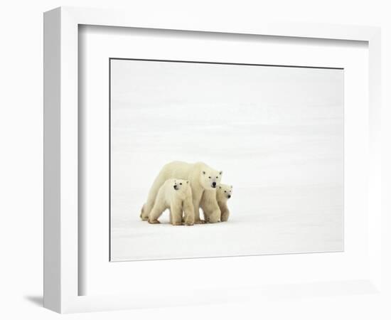 Mother and Cubs Walking-John Conrad-Framed Photographic Print