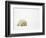 Mother and Cubs Walking-John Conrad-Framed Photographic Print