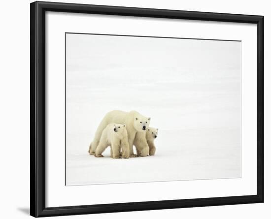 Mother and Cubs Walking-John Conrad-Framed Photographic Print