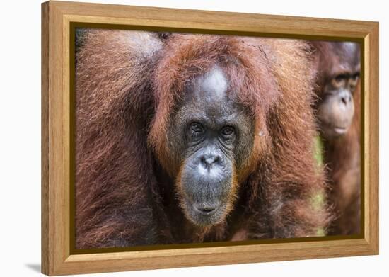 Mother and Infant Bornean Orangutan (Pongo Pygmaeus), Malaysia-Michael Nolan-Framed Premier Image Canvas