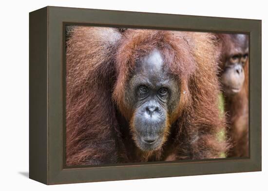 Mother and Infant Bornean Orangutan (Pongo Pygmaeus), Malaysia-Michael Nolan-Framed Premier Image Canvas