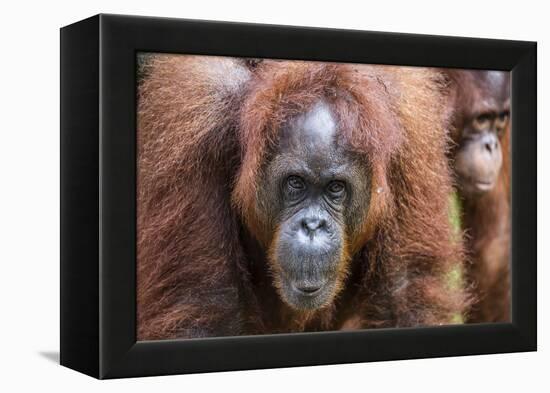 Mother and Infant Bornean Orangutan (Pongo Pygmaeus), Malaysia-Michael Nolan-Framed Premier Image Canvas