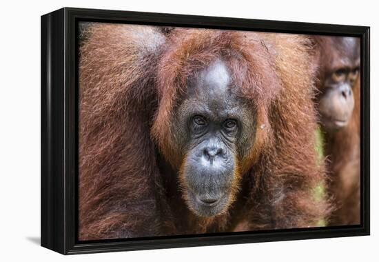 Mother and Infant Bornean Orangutan (Pongo Pygmaeus), Malaysia-Michael Nolan-Framed Premier Image Canvas