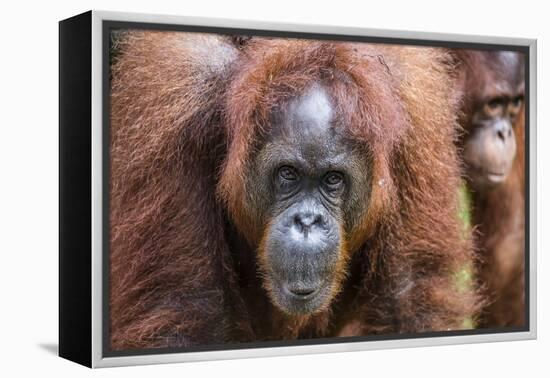 Mother and Infant Bornean Orangutan (Pongo Pygmaeus), Malaysia-Michael Nolan-Framed Premier Image Canvas