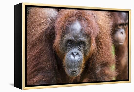 Mother and Infant Bornean Orangutan (Pongo Pygmaeus), Malaysia-Michael Nolan-Framed Premier Image Canvas