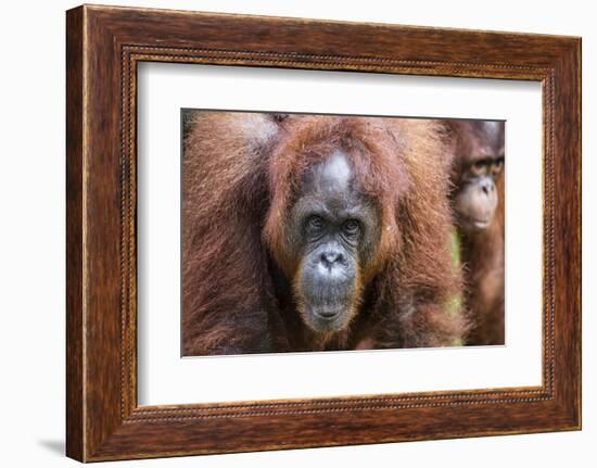 Mother and Infant Bornean Orangutan (Pongo Pygmaeus), Malaysia-Michael Nolan-Framed Photographic Print