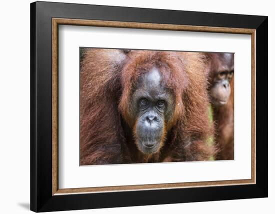 Mother and Infant Bornean Orangutan (Pongo Pygmaeus), Malaysia-Michael Nolan-Framed Photographic Print