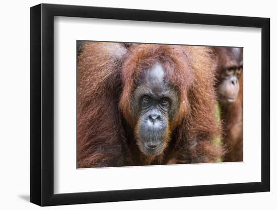 Mother and Infant Bornean Orangutan (Pongo Pygmaeus), Malaysia-Michael Nolan-Framed Photographic Print
