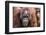 Mother and Infant Bornean Orangutan (Pongo Pygmaeus), Malaysia-Michael Nolan-Framed Photographic Print