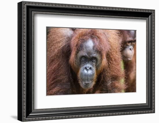 Mother and Infant Bornean Orangutan (Pongo Pygmaeus), Malaysia-Michael Nolan-Framed Photographic Print