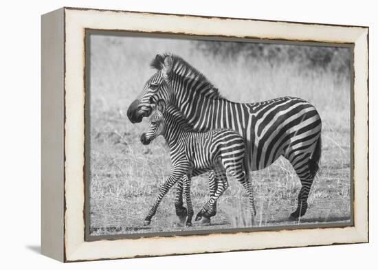 Mother and New Born-Scott Bennion-Framed Stretched Canvas