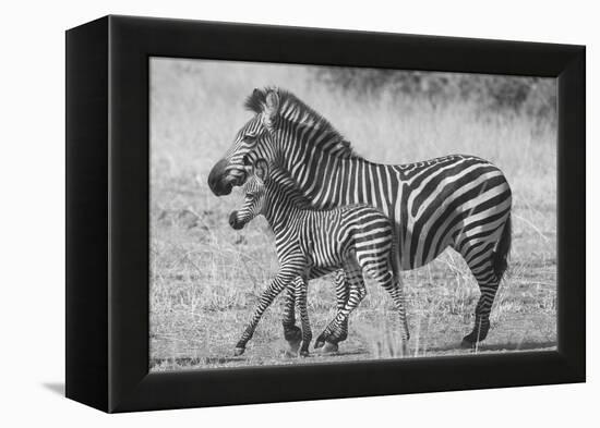 Mother and New Born-Scott Bennion-Framed Stretched Canvas