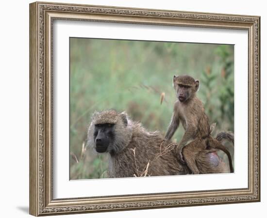 Mother and Young Olive Baboon, Tanzania-Dee Ann Pederson-Framed Photographic Print