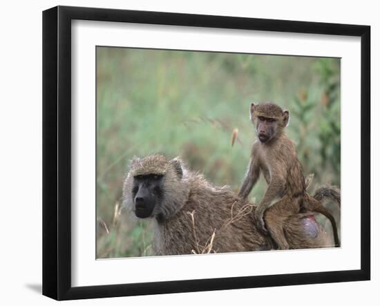 Mother and Young Olive Baboon, Tanzania-Dee Ann Pederson-Framed Photographic Print