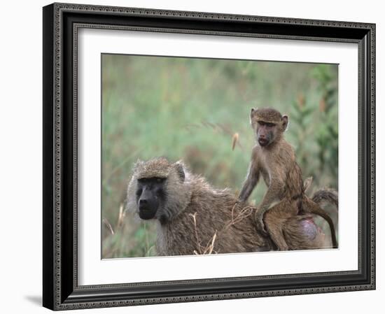 Mother and Young Olive Baboon, Tanzania-Dee Ann Pederson-Framed Photographic Print