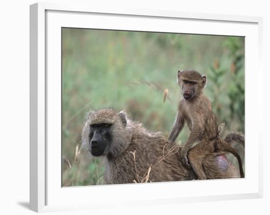 Mother and Young Olive Baboon, Tanzania-Dee Ann Pederson-Framed Photographic Print