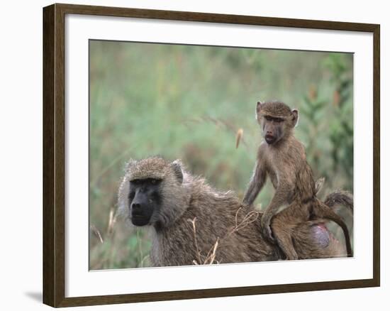 Mother and Young Olive Baboon, Tanzania-Dee Ann Pederson-Framed Photographic Print