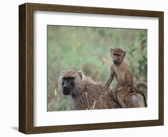 Mother and Young Olive Baboon, Tanzania-Dee Ann Pederson-Framed Photographic Print