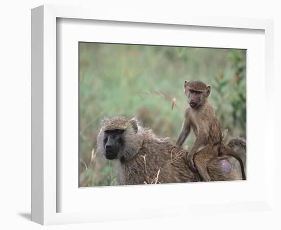 Mother and Young Olive Baboon, Tanzania-Dee Ann Pederson-Framed Photographic Print