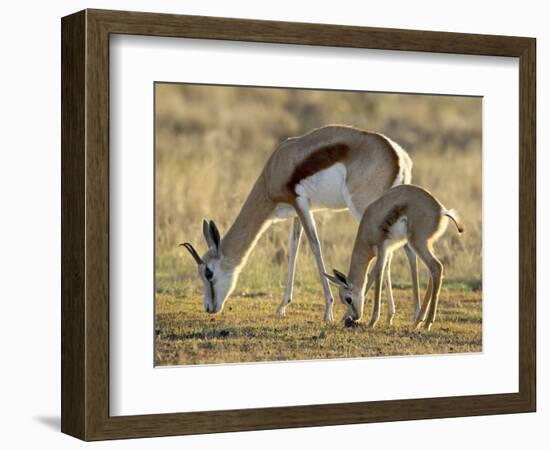 Mother and Young Springbok, Mountain Zebra National Park, South Africa-James Hager-Framed Photographic Print