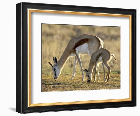 Mother and Young Springbok, Mountain Zebra National Park, South Africa-James Hager-Framed Photographic Print