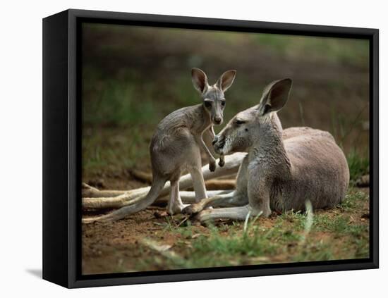 Mother and Young, Western Gray Kangaroos, Cleland Wildlife Park, South Australia, Australia-Neale Clarke-Framed Premier Image Canvas