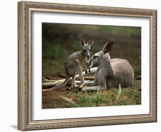 Mother and Young, Western Gray Kangaroos, Cleland Wildlife Park, South Australia, Australia-Neale Clarke-Framed Photographic Print