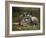 Mother and Young, Western Gray Kangaroos, Cleland Wildlife Park, South Australia, Australia-Neale Clarke-Framed Photographic Print