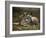 Mother and Young, Western Gray Kangaroos, Cleland Wildlife Park, South Australia, Australia-Neale Clarke-Framed Photographic Print