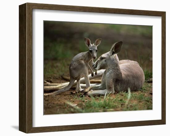 Mother and Young, Western Gray Kangaroos, Cleland Wildlife Park, South Australia, Australia-Neale Clarke-Framed Photographic Print