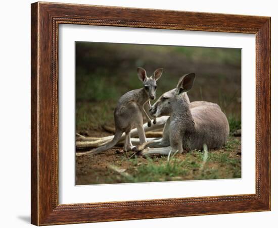 Mother and Young, Western Gray Kangaroos, Cleland Wildlife Park, South Australia, Australia-Neale Clarke-Framed Photographic Print