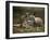 Mother and Young, Western Gray Kangaroos, Cleland Wildlife Park, South Australia, Australia-Neale Clarke-Framed Photographic Print