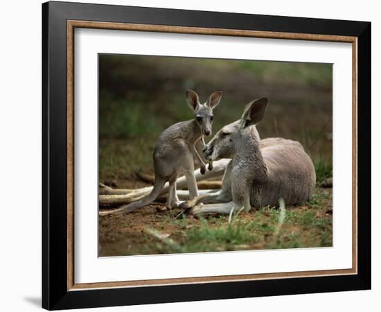 Mother and Young, Western Gray Kangaroos, Cleland Wildlife Park, South Australia, Australia-Neale Clarke-Framed Photographic Print