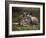 Mother and Young, Western Gray Kangaroos, Cleland Wildlife Park, South Australia, Australia-Neale Clarke-Framed Photographic Print