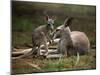 Mother and Young, Western Gray Kangaroos, Cleland Wildlife Park, South Australia, Australia-Neale Clarke-Mounted Photographic Print