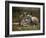 Mother and Young, Western Gray Kangaroos, Cleland Wildlife Park, South Australia, Australia-Neale Clarke-Framed Photographic Print