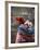 Mother Carries Her Child in Sling, Cusco, Peru-Jim Zuckerman-Framed Photographic Print