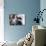 Mother Cat And Kittens-Orhan-Photographic Print displayed on a wall