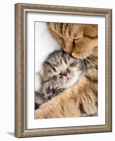 Mother Cat Hugging Little Kitten-Andrey_Kuzmin-Framed Photographic Print