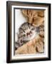 Mother Cat Hugging Little Kitten-Andrey_Kuzmin-Framed Photographic Print