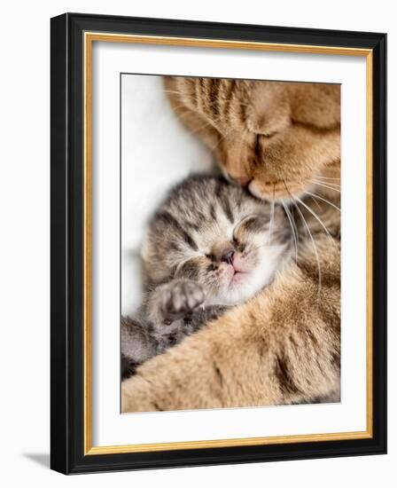 Mother Cat Hugging Little Kitten-Andrey_Kuzmin-Framed Photographic Print