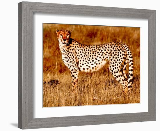 Mother cheetah, 2019,-Eric Meyer-Framed Photographic Print