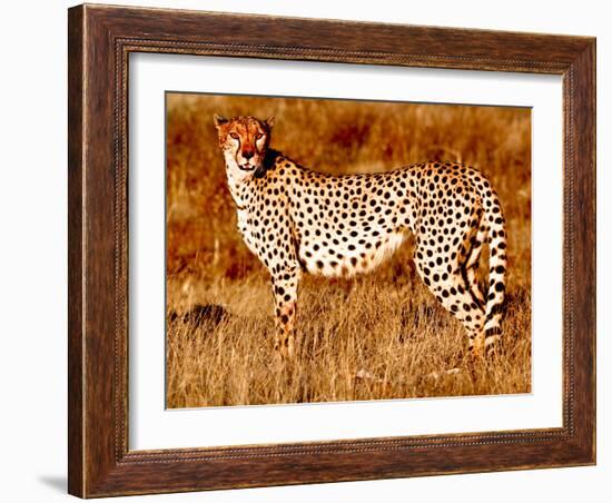 Mother cheetah, 2019,-Eric Meyer-Framed Photographic Print