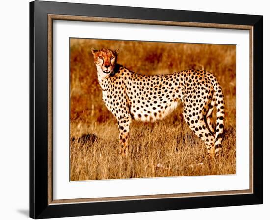 Mother cheetah, 2019,-Eric Meyer-Framed Photographic Print