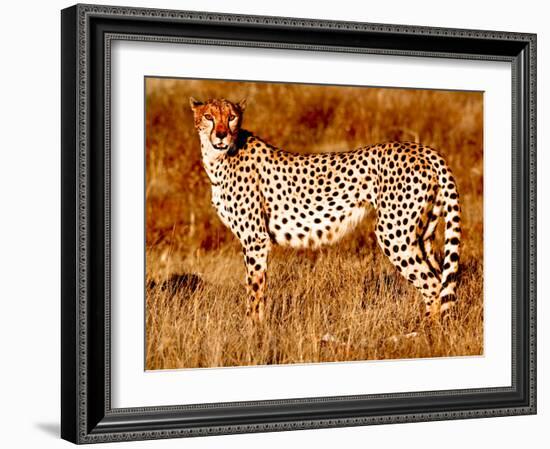 Mother cheetah, 2019,-Eric Meyer-Framed Photographic Print