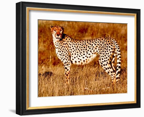 Mother cheetah, 2019,-Eric Meyer-Framed Photographic Print