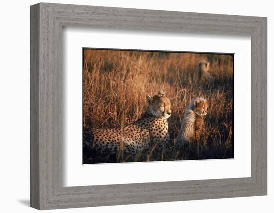 Mother Cheetah and Her Cub in Game Preserve in Africa-John Dominis-Framed Photographic Print